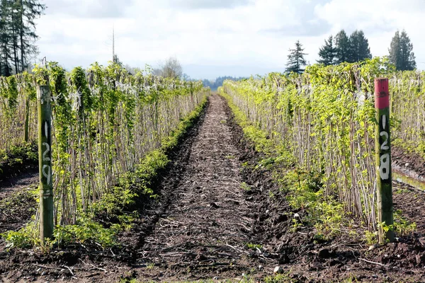 Cultivo de frambuesa en Washington State — Foto de Stock