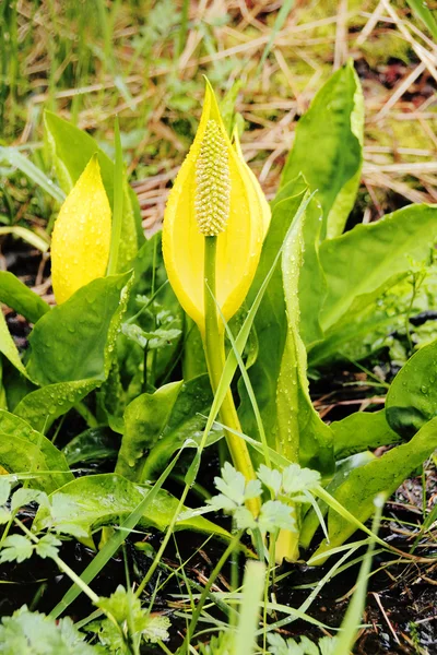 Stjälkogräs — Stockfoto