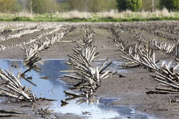 Overblijfselen van een succesvolle oogst — Stockfoto