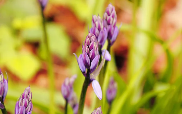 紫冠レンゲの花を閉じる — ストック写真