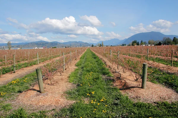 Canadian Berry Farm Paisaje — Foto de Stock