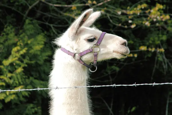 Профиль Llama with Harness — стоковое фото