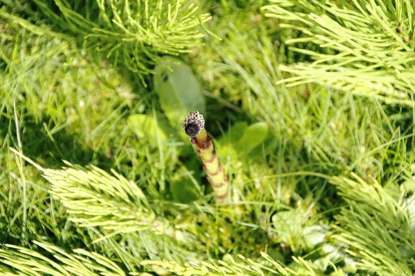 Nah an Sporen und Ackerschachtelhalm — Stockfoto