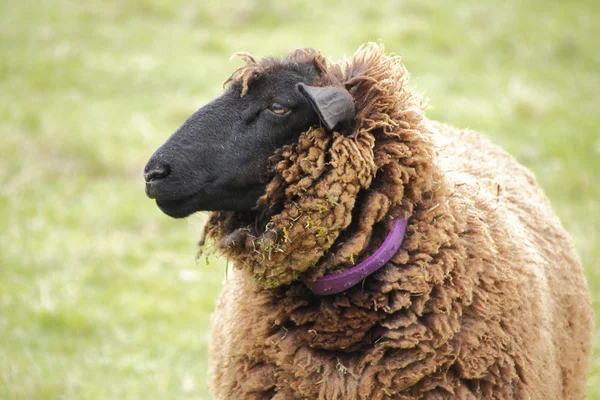 Perfil de Suffolk Sheep — Fotografia de Stock