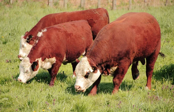 Touro e vacas — Fotografia de Stock
