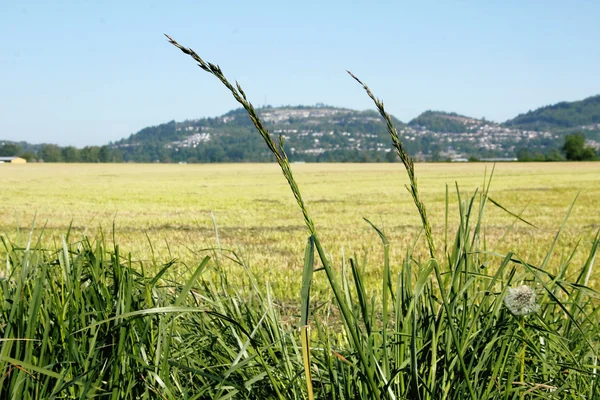 Pacific Northwest gräsmark — Stockfoto