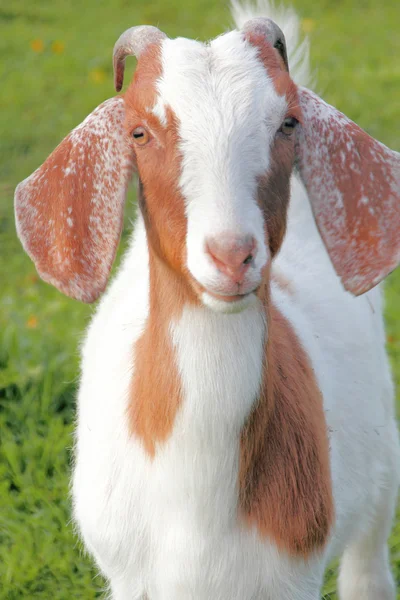 Нубийская молочные козы — стоковое фото