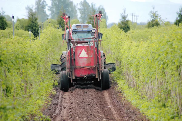 Washington agriculteur toilettage ses cultures — Photo