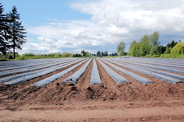 Plantando o campo de morango — Fotografia de Stock