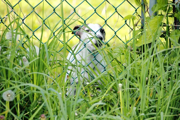 Cão de guarda — Fotografia de Stock