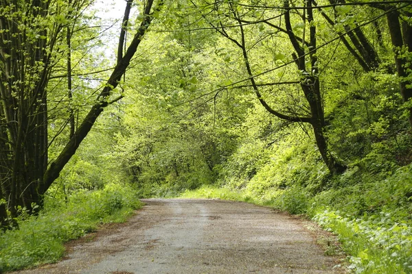 Forest Road — Stock Photo, Image