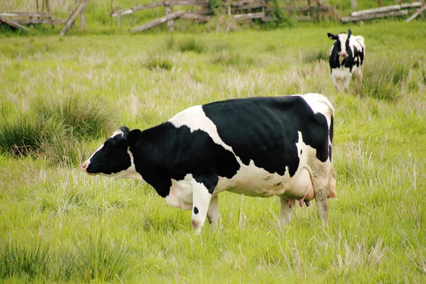 Vache prête pour la traite — Photo