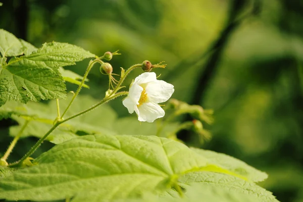 Blackberry dziki kwiat — Zdjęcie stockowe