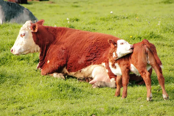 Un vitello e sua madre — Foto Stock