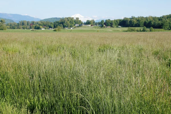 Grasland in de buurt van Mount Baker — Stockfoto