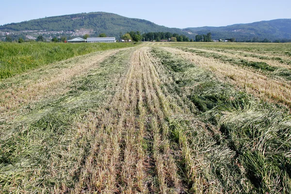 Asciugatura del campo di fieno — Foto Stock