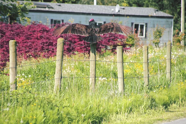 Truthahngeier sonnt sich — Stockfoto