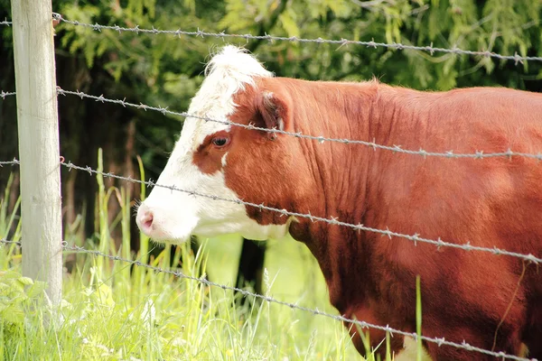 Hereford süt ineği ve dikenli tel çit — Stok fotoğraf