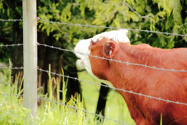 Beépítőhely tehén — Stock Fotó