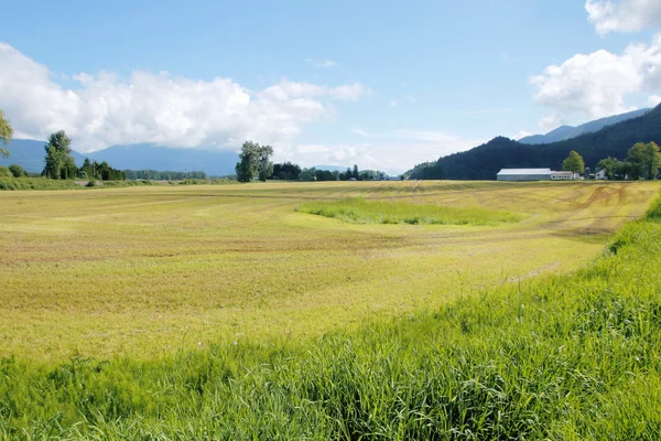 Abgeerntetes Grünland — Stockfoto