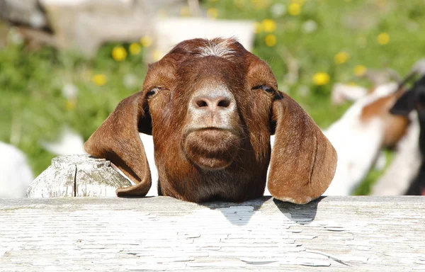 Boerderij dier expressie deel twee — Stockfoto