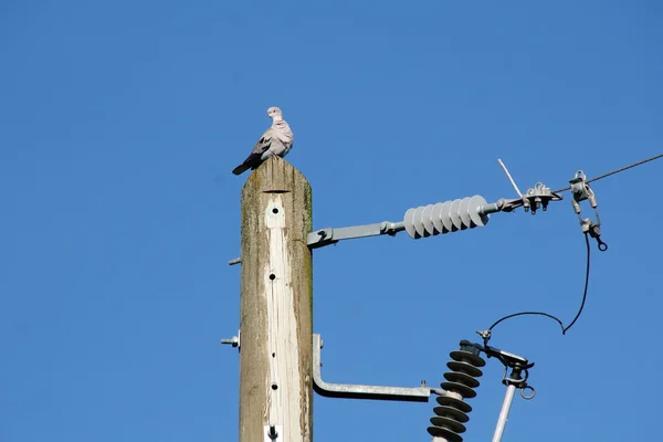 Single Morning Dove — Stock Photo, Image