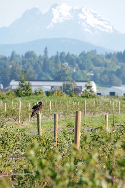 Turkey Vulture in Blueberry Field — Stock Photo, Image