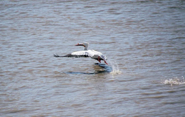 Pelican neemt vlucht — Stockfoto