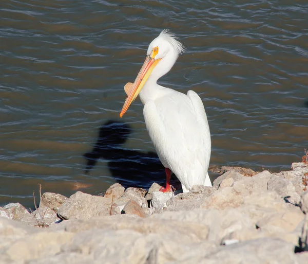 Single Great White Pelican — Stock Photo, Image