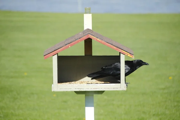 Kråka och Bird Feeder — Stockfoto