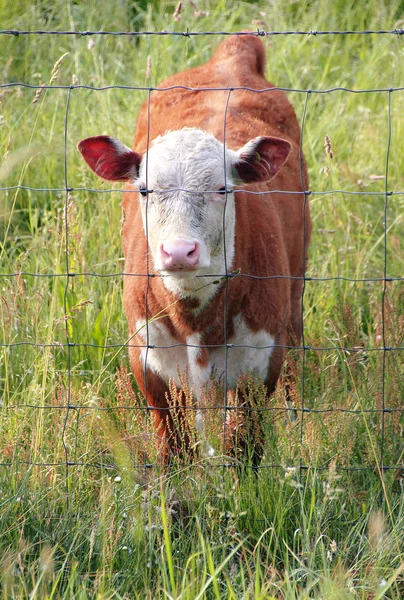 Nyfiken kalv — Stockfoto