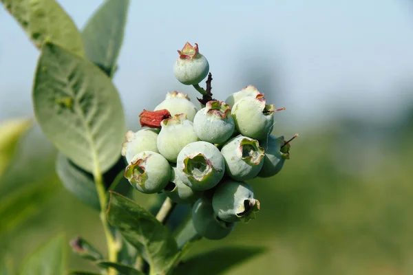 Groene bosbessen — Stockfoto