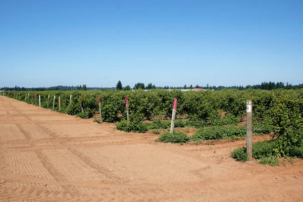 Washington Raspberry Acreage — Stok Foto