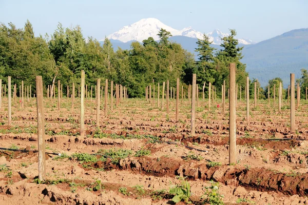 Washington State Berry Acreage — Stock Photo, Image