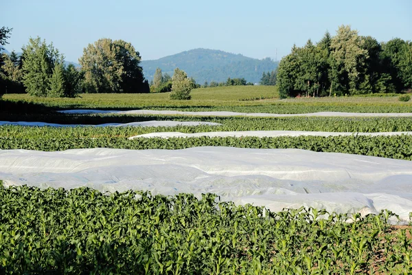 Cornfield en kunststofafdekking — Stockfoto