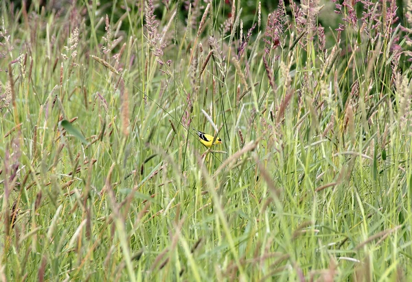 Goldfinch americano u oriental —  Fotos de Stock