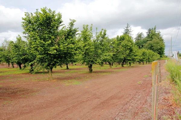 Washington hasselnöt Tree Orchard — Stockfoto