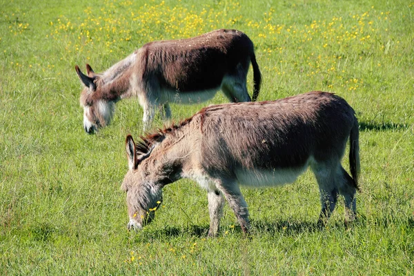 Twee ezels of ezels grazen — Stockfoto