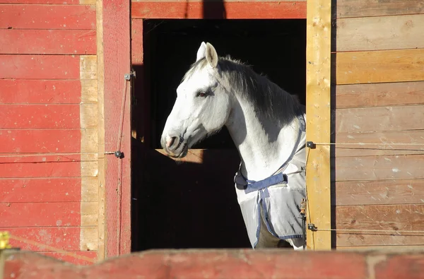 Cavalo em estábulo — Fotografia de Stock