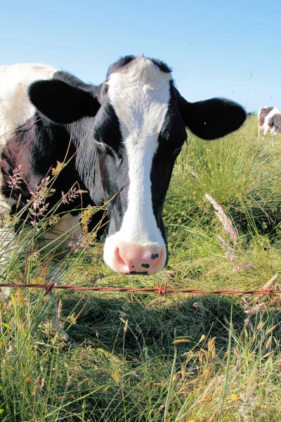 Vache laitière Holstein noire et blanche — Photo