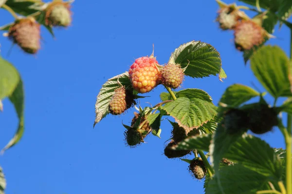 Mûrissement des framboises dans le champ — Photo