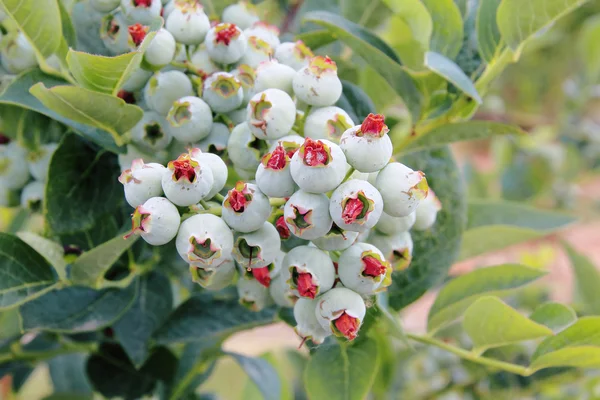 Grote Cluster van rijping bosbessen — Stockfoto