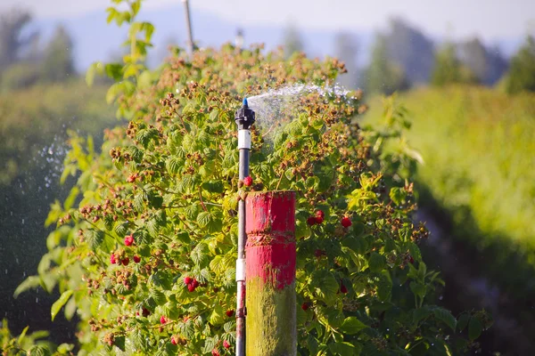 Watering Washington Raspberries — Stock Photo, Image