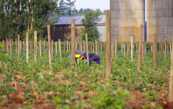 American Field Worker Immigrants — Stock Photo, Image