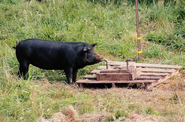 Varken drinken uit de kraan — Stockfoto