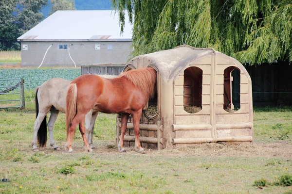 Commercial Hay Feeder — Stock Photo, Image