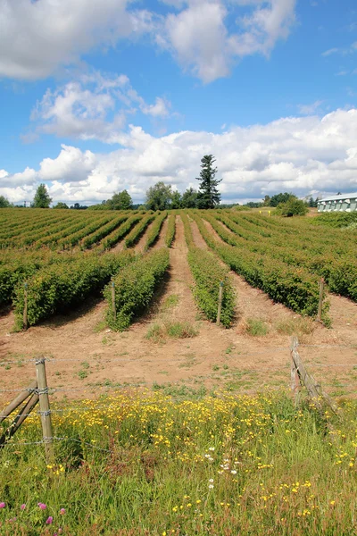 Raspberry Season — Stock Photo, Image