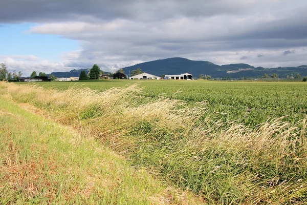 Windswept Valley e Farm Land — Fotografia de Stock