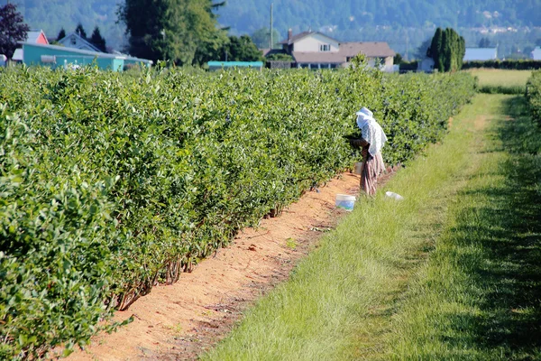 Migrerende werknemer plukken bessen — Stockfoto