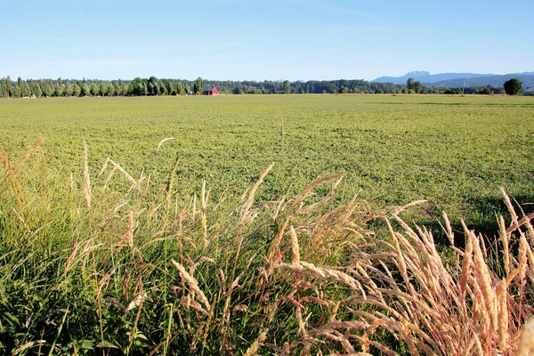 Kırsal British Columbia — Stok fotoğraf